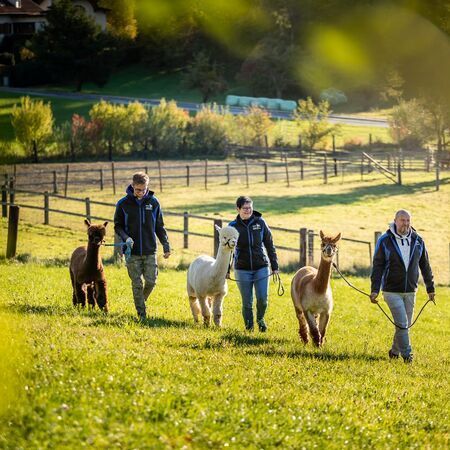 Ederer´s Alpaka Hof