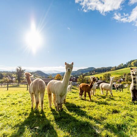 Ederer´s Alpaka Hof