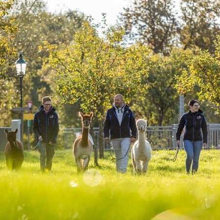 Ederer´s Alpaka Hof