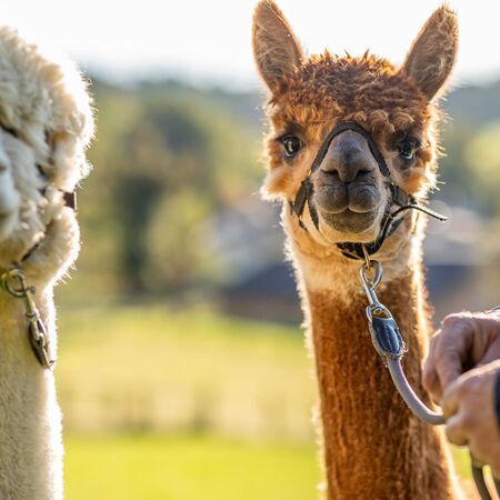 Ederer´s Alpaka Hof